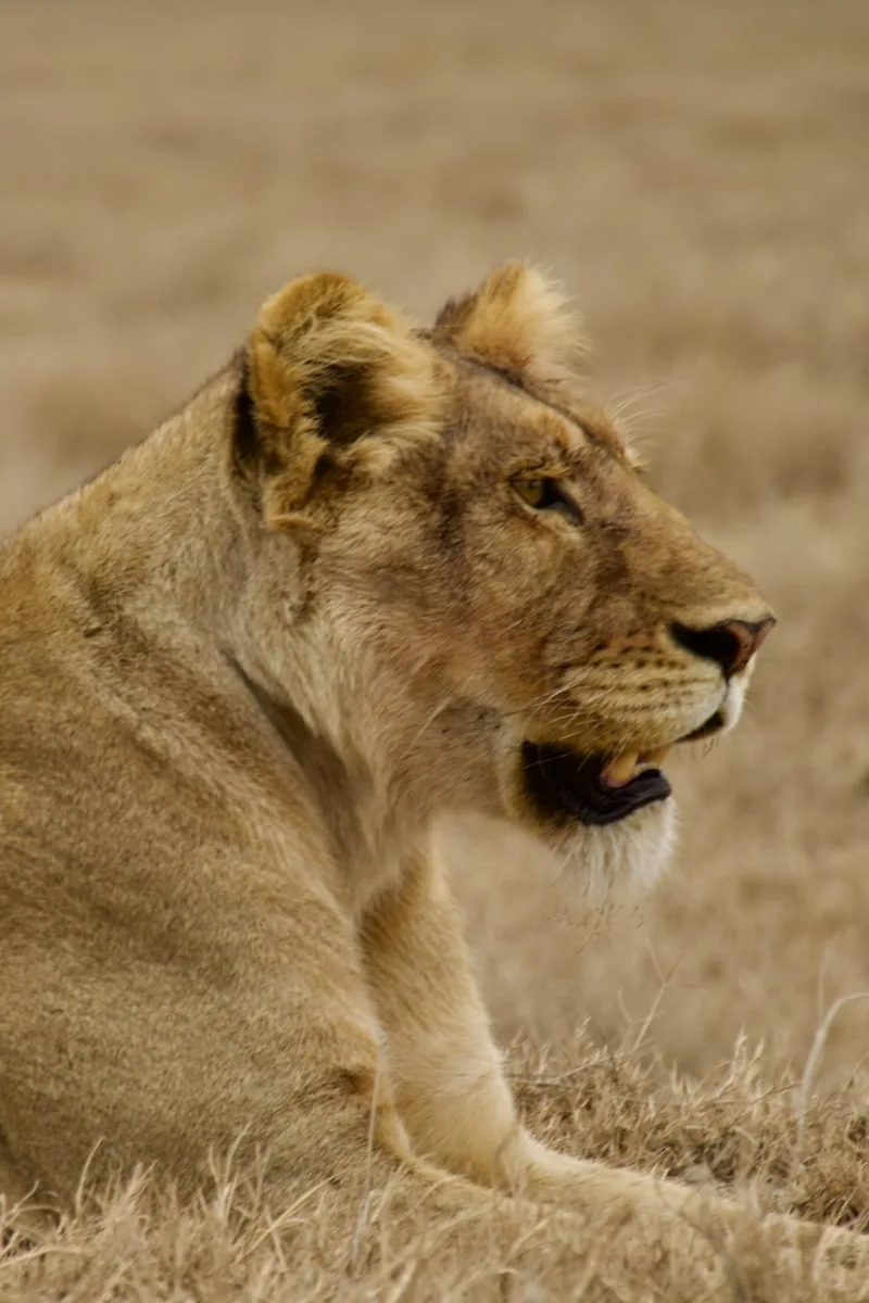 Lioness on safari