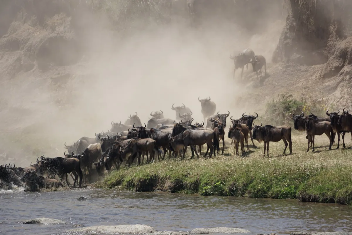 Migration in a cloud of dust