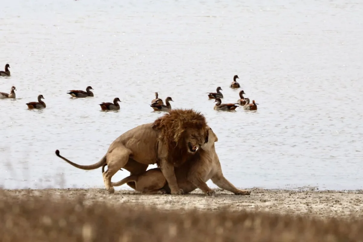 Lions by the water