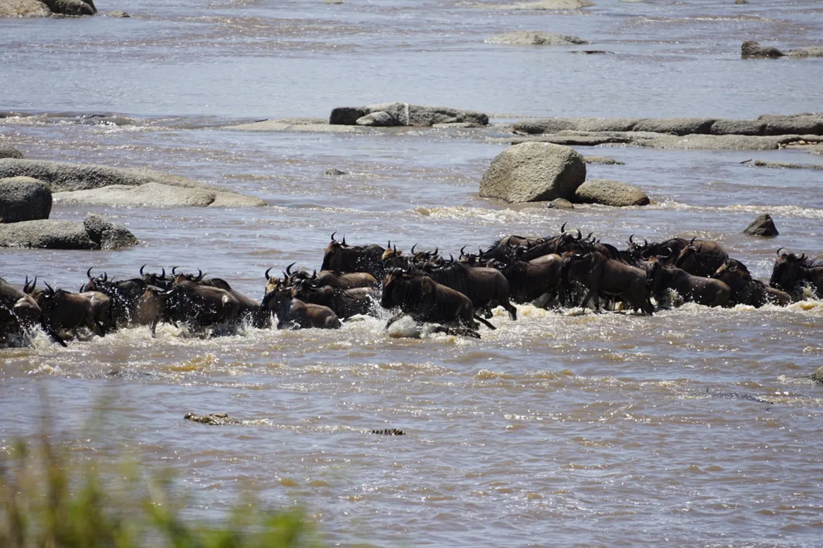 Wildebeest river crossing
