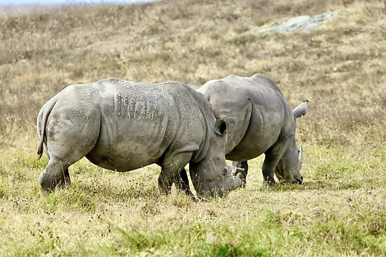 Two rhinoceroses grazing together in grassland