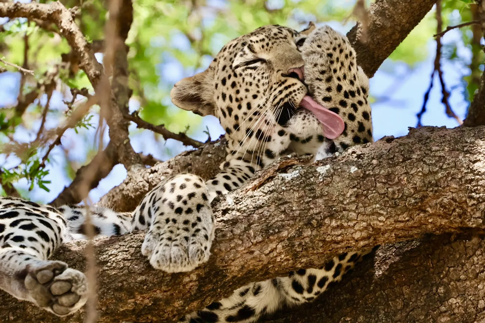 Leopard relaxing on a tree branch and grooming its paw