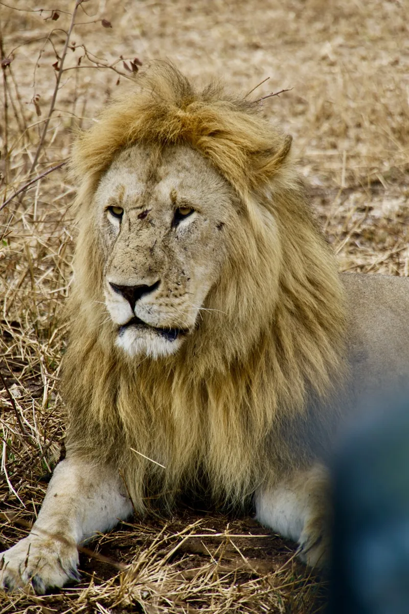 Lion on safari