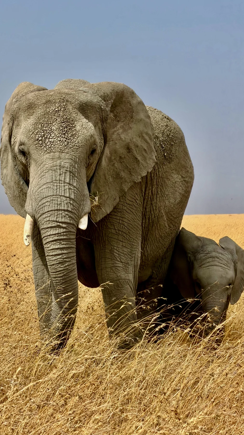 An adult elephant and calf together in golden grass